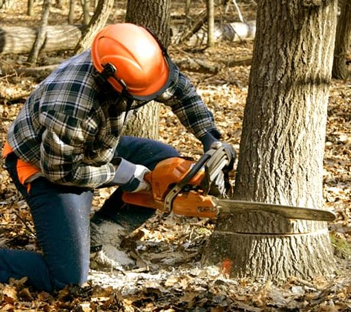 Tree Removal in Oark, AR